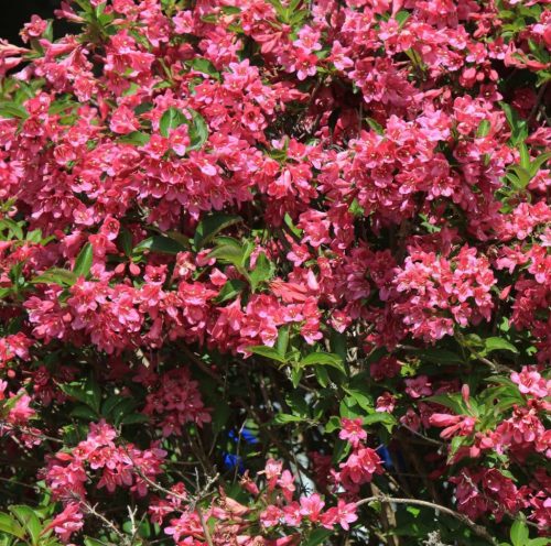 Rózsalonc 'Evita' fajta - Weigela 'Evita'