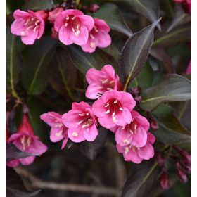   Bordó levelű rózsalonc 'Alexandra' fajta - Weigela 'Alexandra'