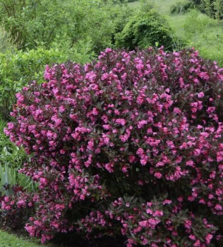 Bordó levelű rózsalonc 'Alexandra' fajta - Weigela 'Alexandra'