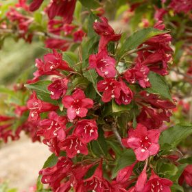   Rózsalonc 'Lucifer' fajta - Weigela 'Lucifer'