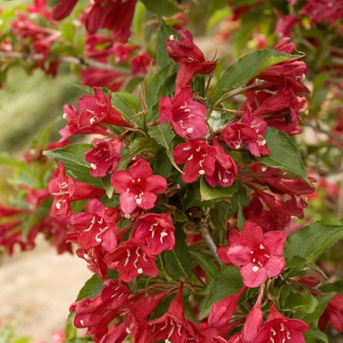 Rózsalonc 'Lucifer' fajta - Weigela 'Lucifer'