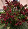 Rózsalonc 'Lucifer' fajta - Weigela 'Lucifer'