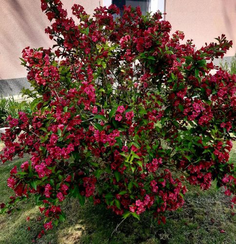 Rózsalonc 'Lucifer' fajta - Weigela 'Lucifer'