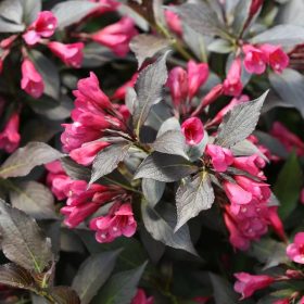   Bordó levelű rózsalonc 'Minor Black' fajta - Weigela florida 'Minor Black'