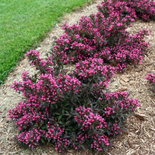 Bordó levelű rózsalonc 'Minor Black' fajta - Weigela florida 'Minor Black'