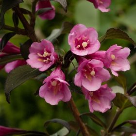   Rózsalonc 'Nana Purpurea' fajta - Weigela florida 'Nana Purpurea'