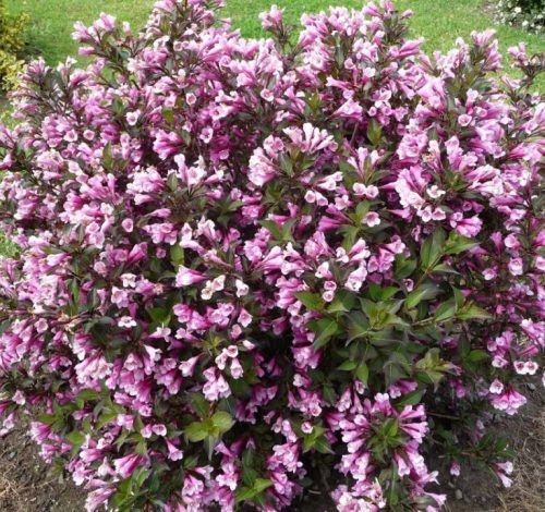Rózsalonc 'Nana Purpurea' fajta - Weigela florida 'Nana Purpurea'
