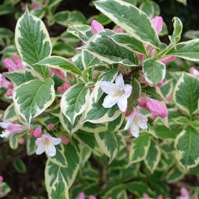   Tarka levelű rózsalonc 'Nana Variegata' fajta - Weigela florida 'Nana Variegata'