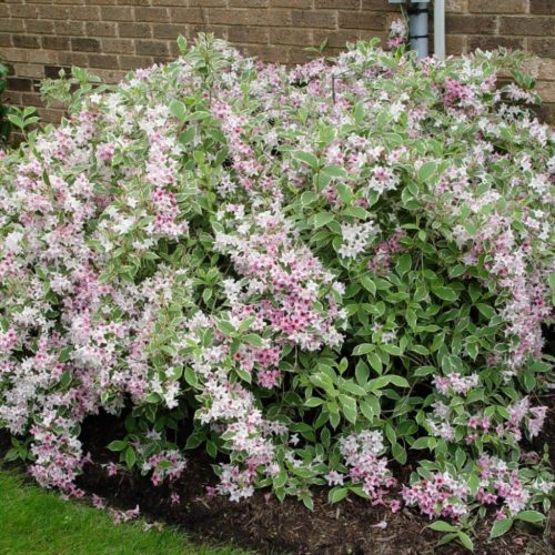Tarka levelű rózsalonc 'Nana Variegata' fajta - Weigela florida 'Nana Variegata'