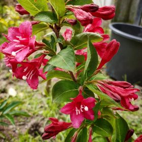   Rózsalonc 'Newport Red' fajta - Weigela florida 'Newport Red'