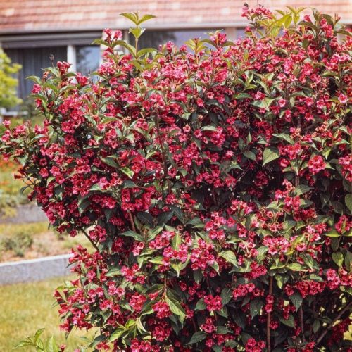 Rózsalonc 'Newport Red' fajta - Weigela florida 'Newport Red'