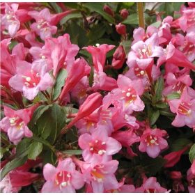   Törpe rózsalonc 'Piccolo' fajta - Weigela florida 'Piccolo'