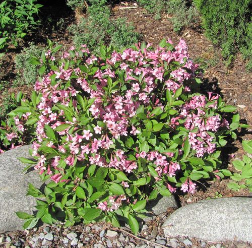 Törpe rózsalonc 'Piccolo' fajta - Weigela florida 'Piccolo'