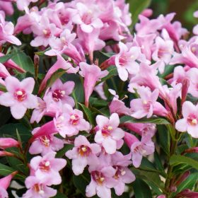   Törpe rózsalonc 'Pink Poppet' fajta - Weigela 'Pink Poppet'