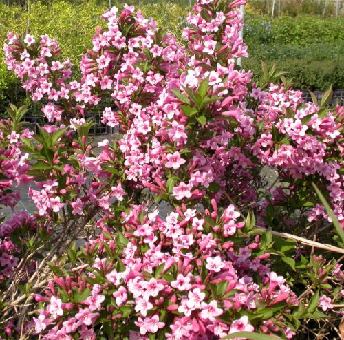 Törpe rózsalonc 'Pink Poppet' fajta - Weigela 'Pink Poppet'