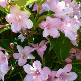   Rózsalonc 'Pink Princess' fajta - Weigela florida 'Pink Princess'
