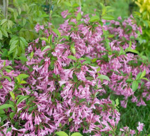 Rózsalonc 'Pink Princess' fajta - Weigela florida 'Pink Princess'
