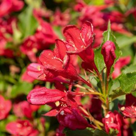   Rózsalonc 'Red Prince' fajta -  Weigela florida 'Red Prince'