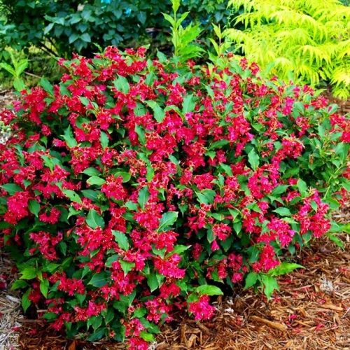 Rózsalonc 'Red Prince' fajta -  Weigela florida 'Red Prince'