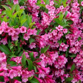   Rózsalonc 'Rumba' fajta -  Weigela florida 'Rumba'