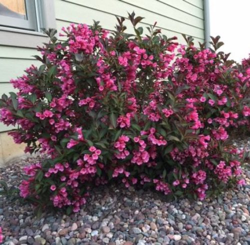 Rózsalonc 'Rumba' fajta -  Weigela florida 'Rumba'