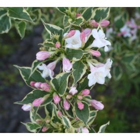   Rózsalonc 'Suzanne' fajta -  Weigela florida 'Suzanne'