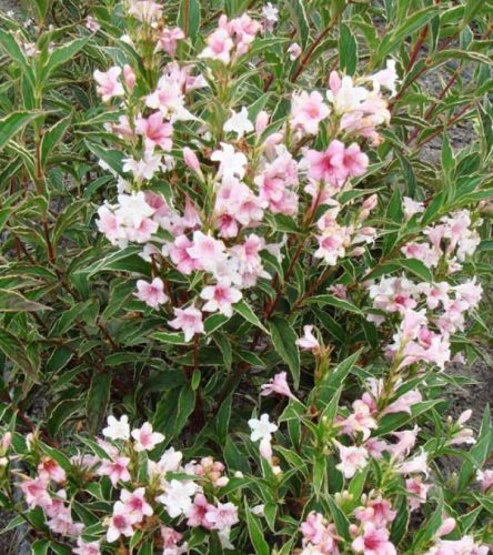 Rózsalonc 'Suzanne' fajta -  Weigela florida 'Suzanne'