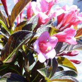   Bordó levelű, törpe rózsalonc 'Tango' fajta - Weigela florida 'Tango'