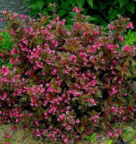 Bordó levelű, törpe rózsalonc 'Tango' fajta - Weigela florida 'Tango'