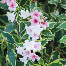   Tarka levelű rózsalonc 'Variegata' fajta - Weigela florida 'Variegata'