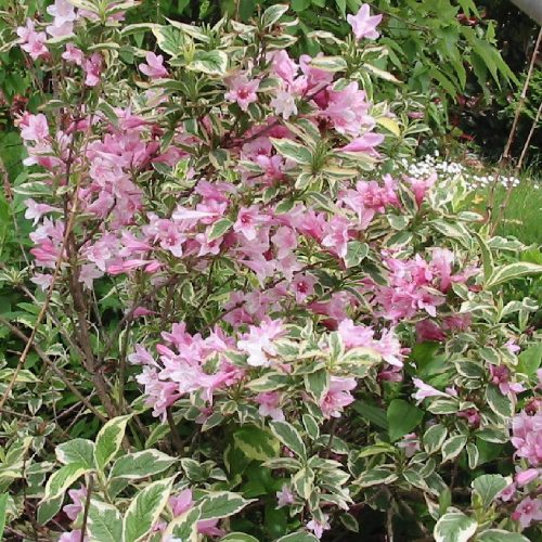 Tarka levelű rózsalonc 'Variegata' fajta - Weigela florida 'Variegata'