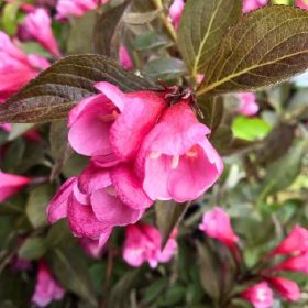   Rózsalonc ‘Victoria’ fajta - Weigela florida  ‘Victoria’ 