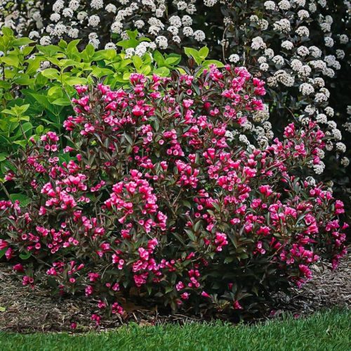Rózsalonc ‘Victoria’ fajta - Weigela florida  ‘Victoria’ 