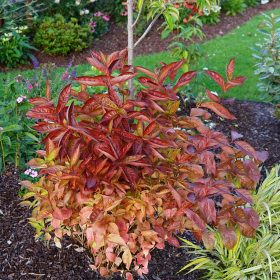  Rózsalonc 'Wings of Fire' fajta - Weigela 'Wings of Fire'