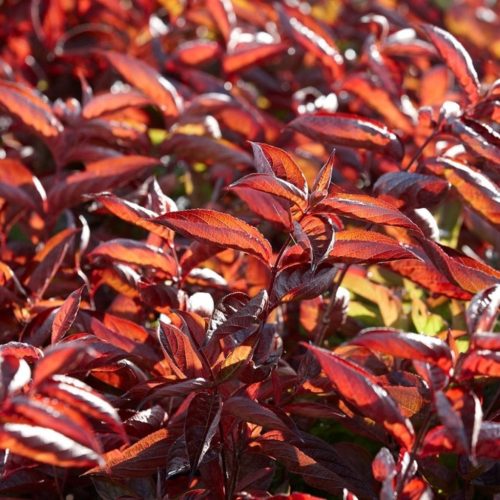 Rózsalonc 'Wings of Fire' fajta - Weigela 'Wings of Fire'