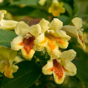 Sárga virágú lonc - Weigela middendorffiana