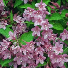Rózsalonc – Weigela styriaca