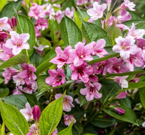 Rózsalonc – Weigela styriaca