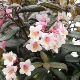   Rózsalonc 'Vintage Love' fajta – Weigela ‘Vintage Love’