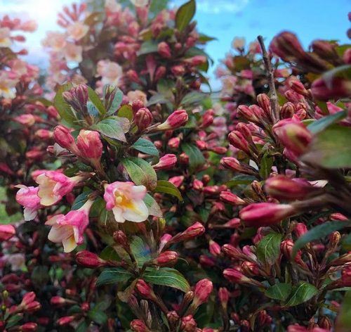 Rózsalonc 'Vintage Love' fajta – Weigela ‘Vintage Love’