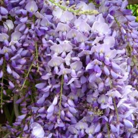 Lilaakác – Wisteria sinensis
