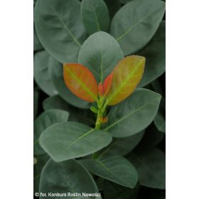   Babérmeggy ’Miniredia’ fajta - Prunus laurocerasus ’Miniredia’