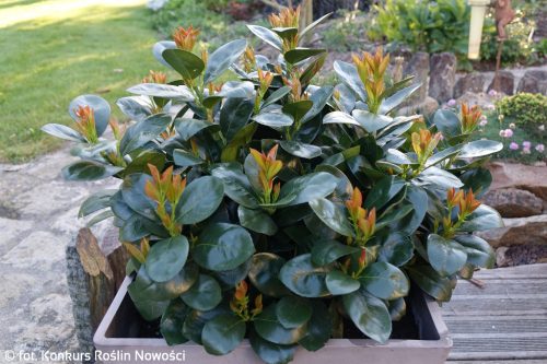 Babérmeggy ’Miniredia’ fajta - Prunus laurocerasus ’Miniredia’