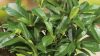 Babérmeggy ’Polster’ fajta - Prunus laurocerasus ’Polster’