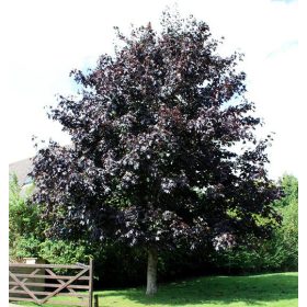   Vérjuhar - Bordó levelű juhar – Acer platanoides 'Crimson King'