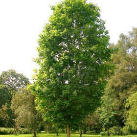   Oszlopos korai juhar 'Olmsted' fajta - Acer 'Olmsted'