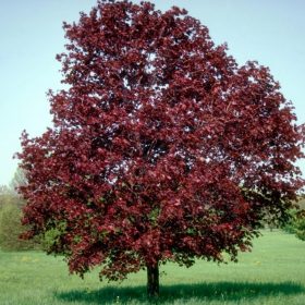 Vöröslevelű juhar - Acer platanoides ‘Royal Red’ 