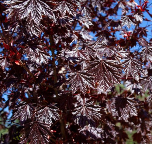 Vöröslevelű juhar - Acer platanoides ‘Royal Red’ 