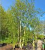 Többtörzses nyírfa - Betula utilis