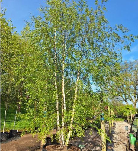 Többtörzses nyírfa - Betula utilis